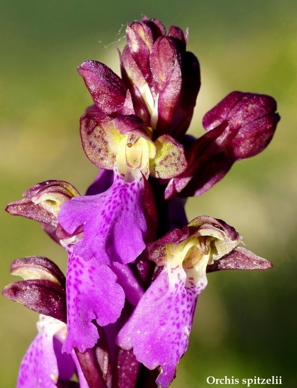 Monte Velino e Monti della Duchessa, le orchidee e la Natura  2024.